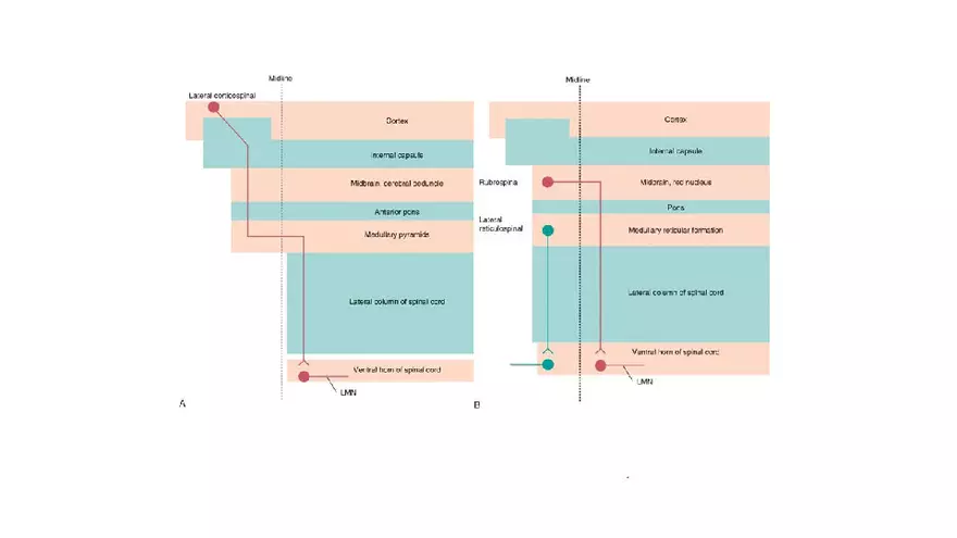 Spinal Cord - Page 67