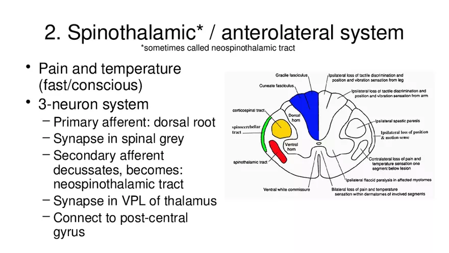 Spinal Cord - Page 68