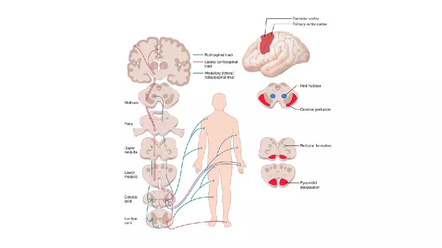 Spinal Cord - Page 69