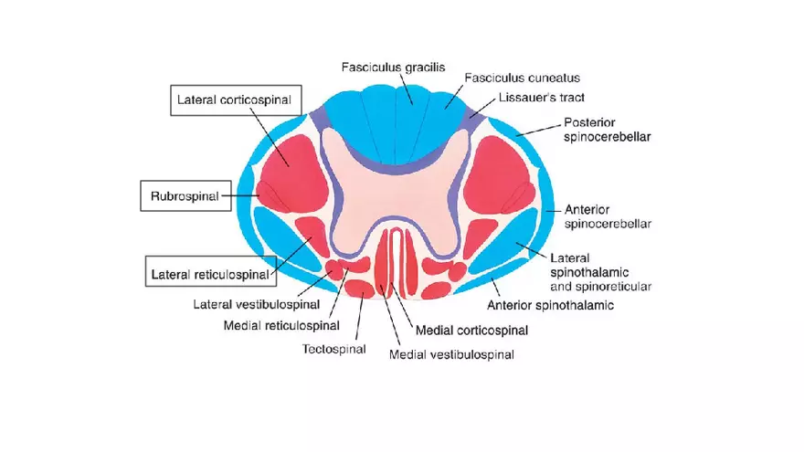 Spinal Cord - Page 70
