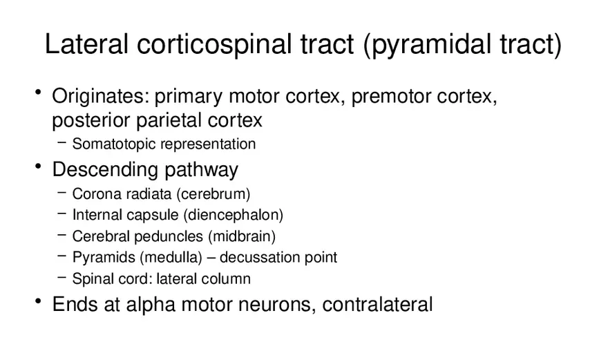 Spinal Cord - Page 71