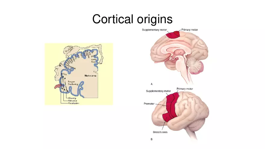 Spinal Cord - Page 73