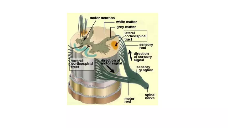 Spinal Cord - Page 75