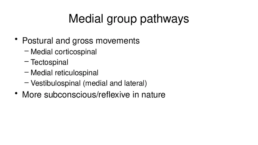 Spinal Cord - Page 78