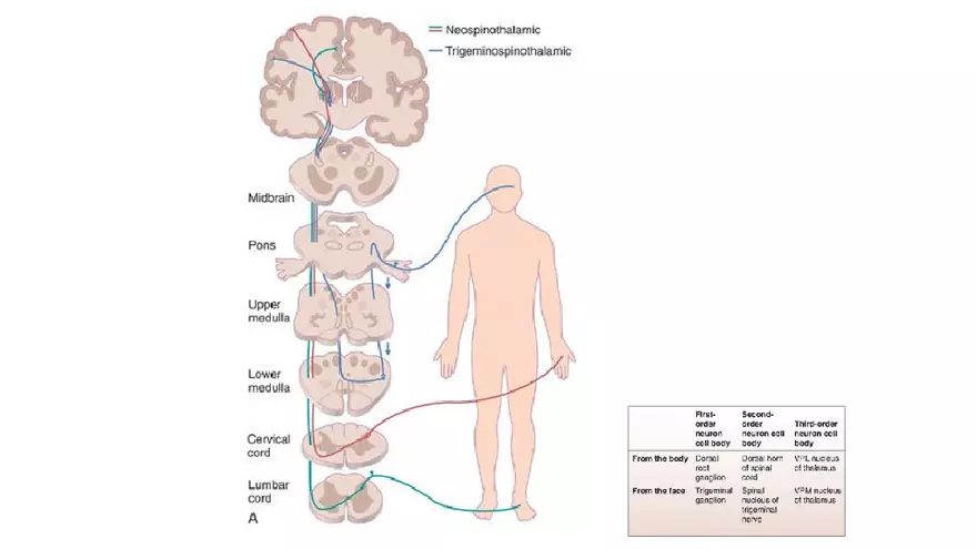 Spinal Cord - Page 79