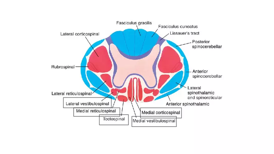 Spinal Cord - Page 80