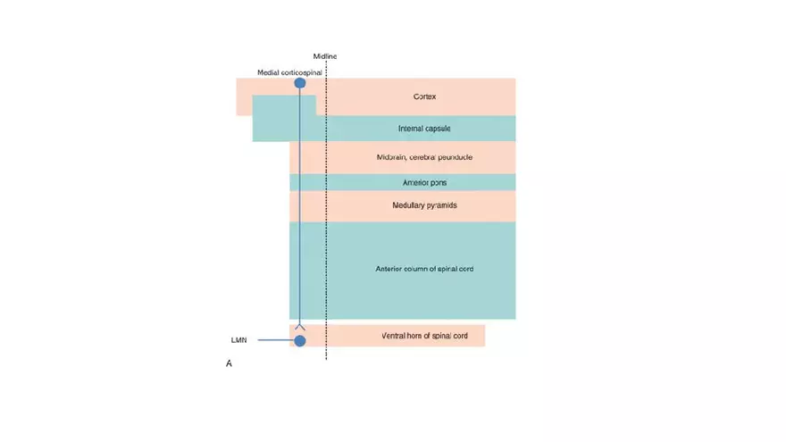 Spinal Cord - Page 82