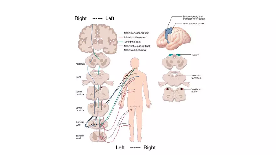 Spinal Cord - Page 83