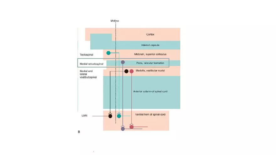 Spinal Cord - Page 85