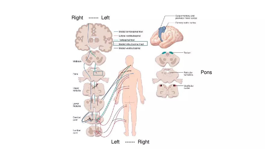 Spinal Cord - Page 86