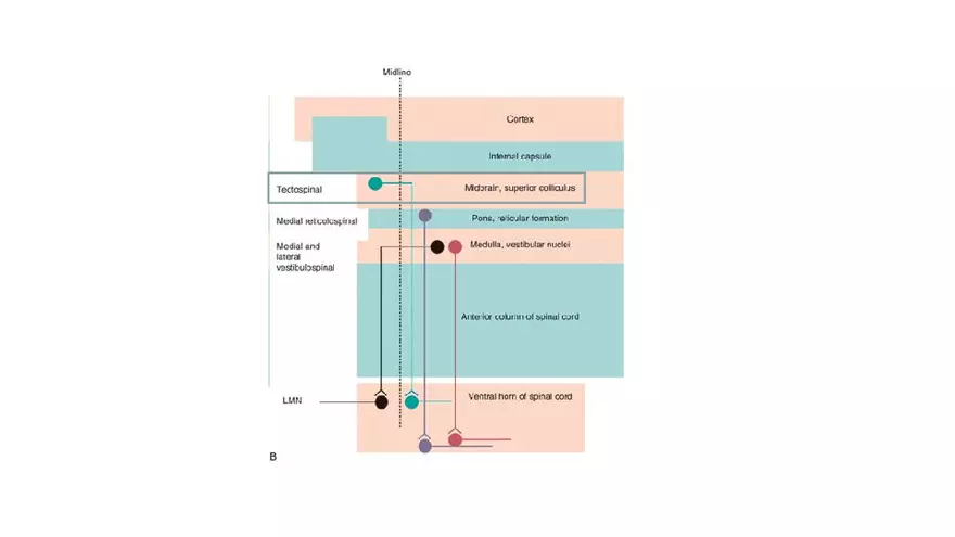 Spinal Cord - Page 89