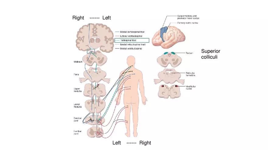 Spinal Cord - Page 91