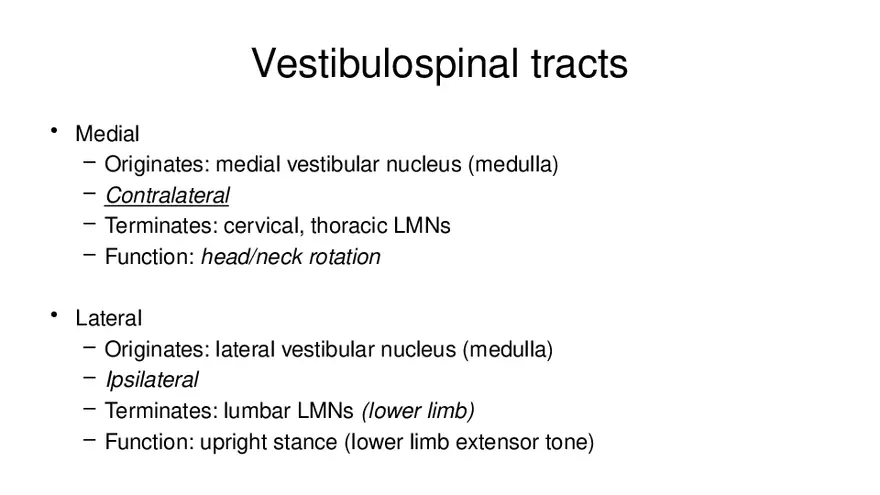 Spinal Cord - Page 92