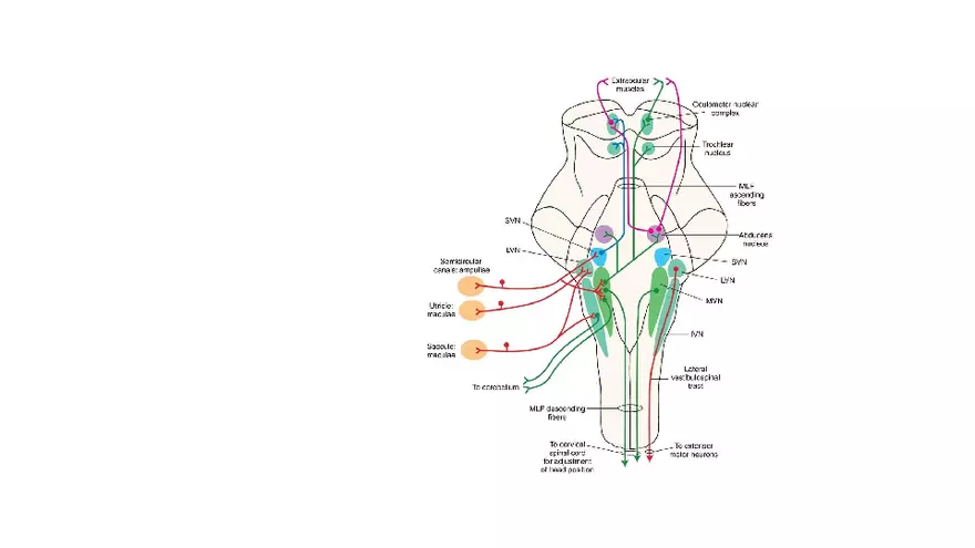 Spinal Cord - Page 93