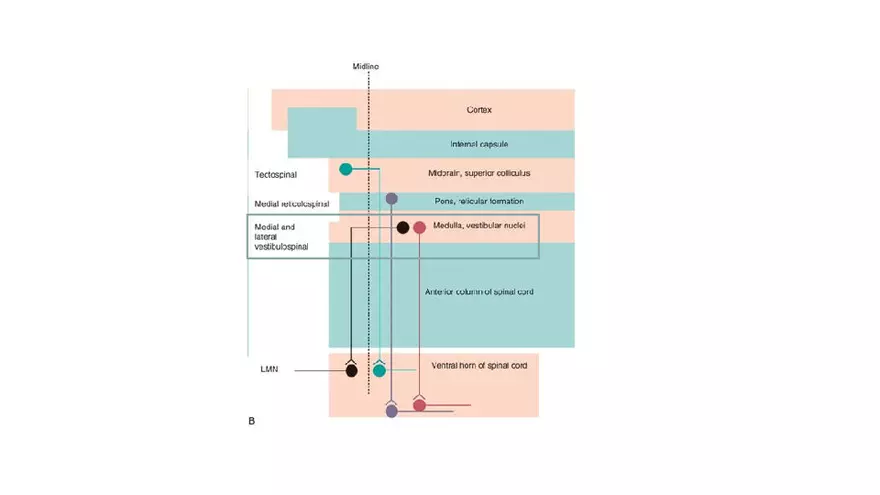 Spinal Cord - Page 94