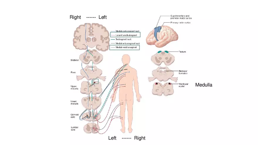 Spinal Cord - Page 95