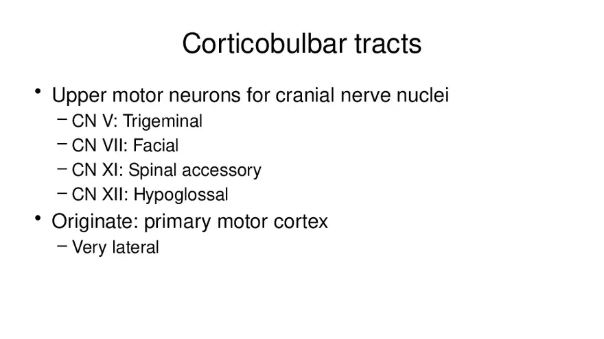 Spinal Cord - Page 96