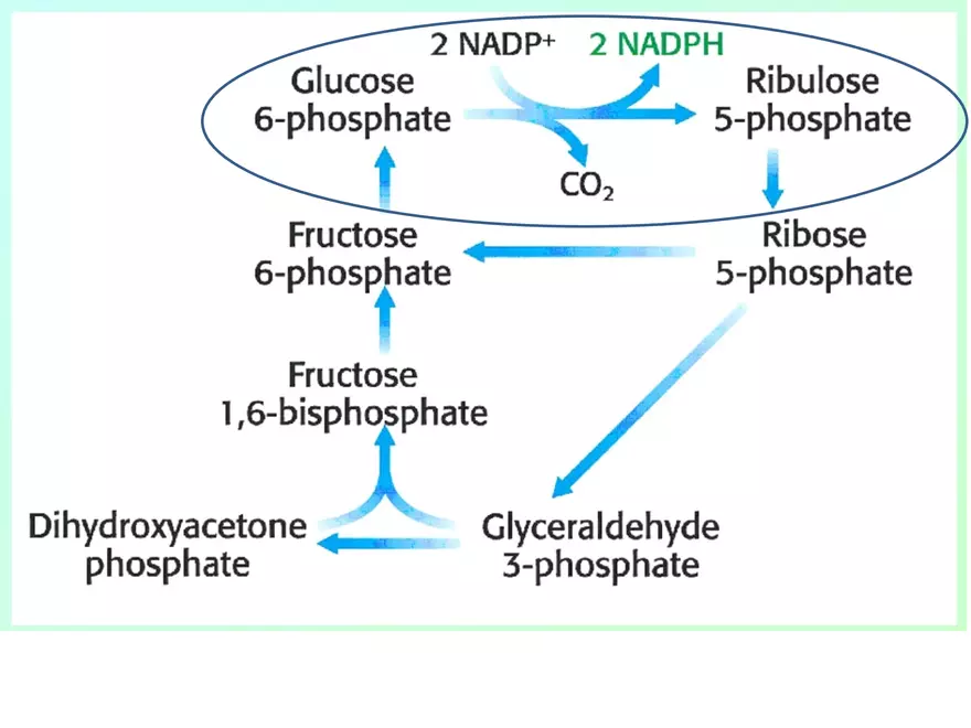 Pentose Phosphate Pathway - Page 2