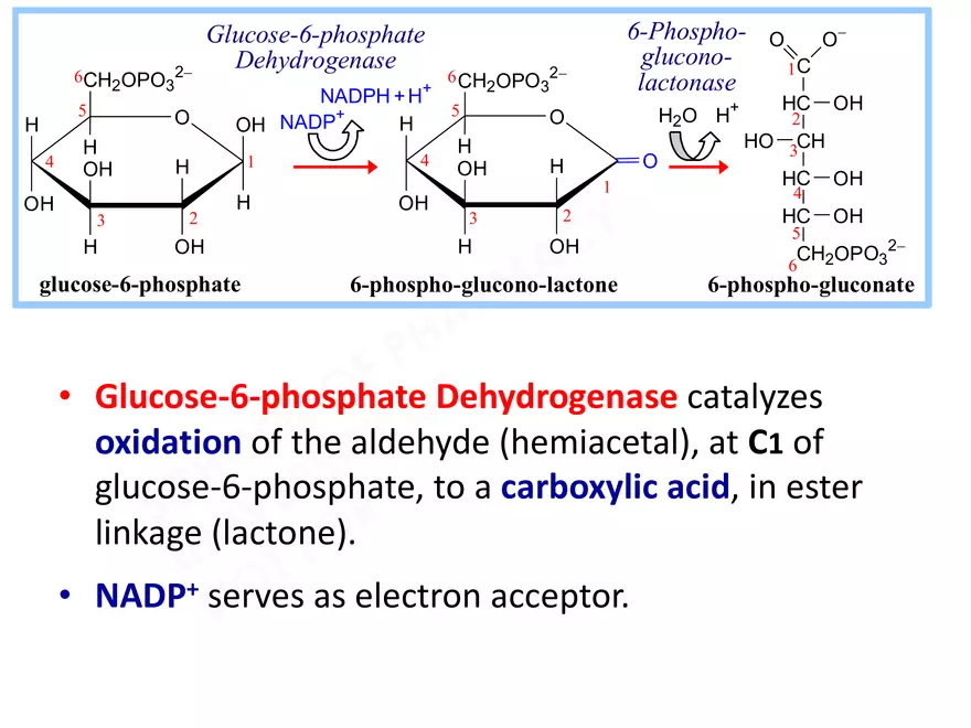 Pentose Phosphate Pathway - Page 3