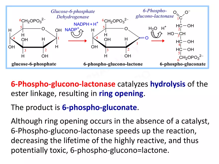 Pentose Phosphate Pathway - Page 4