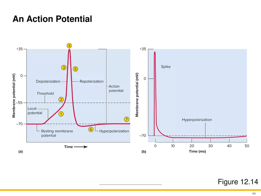 12.4 Electrophysiology of Neurons - Page 7