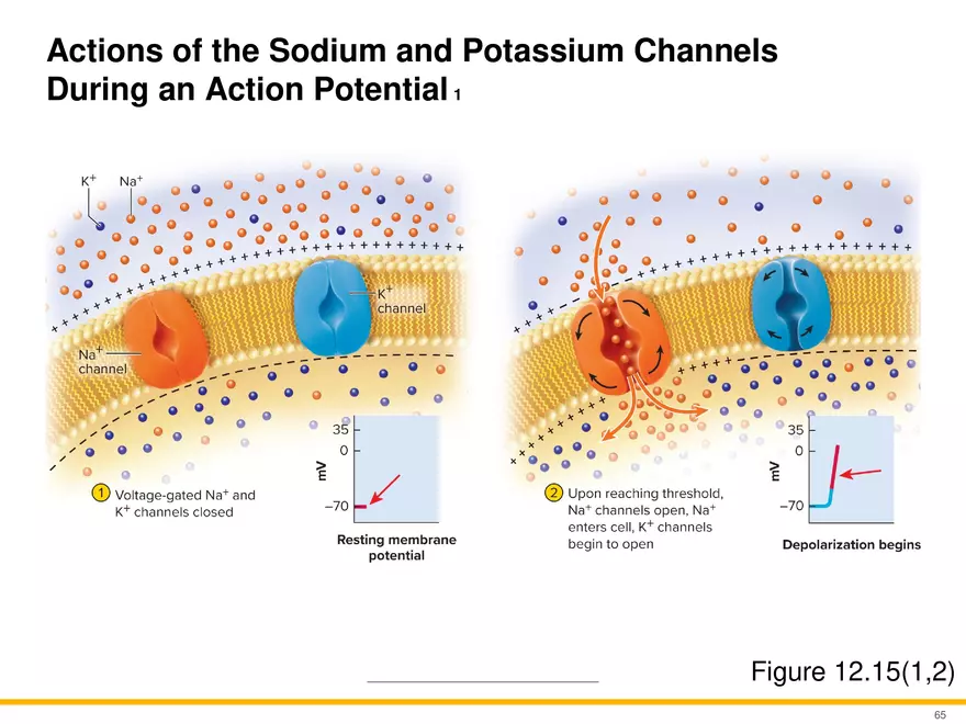 12.4 Electrophysiology of Neurons - Page 8