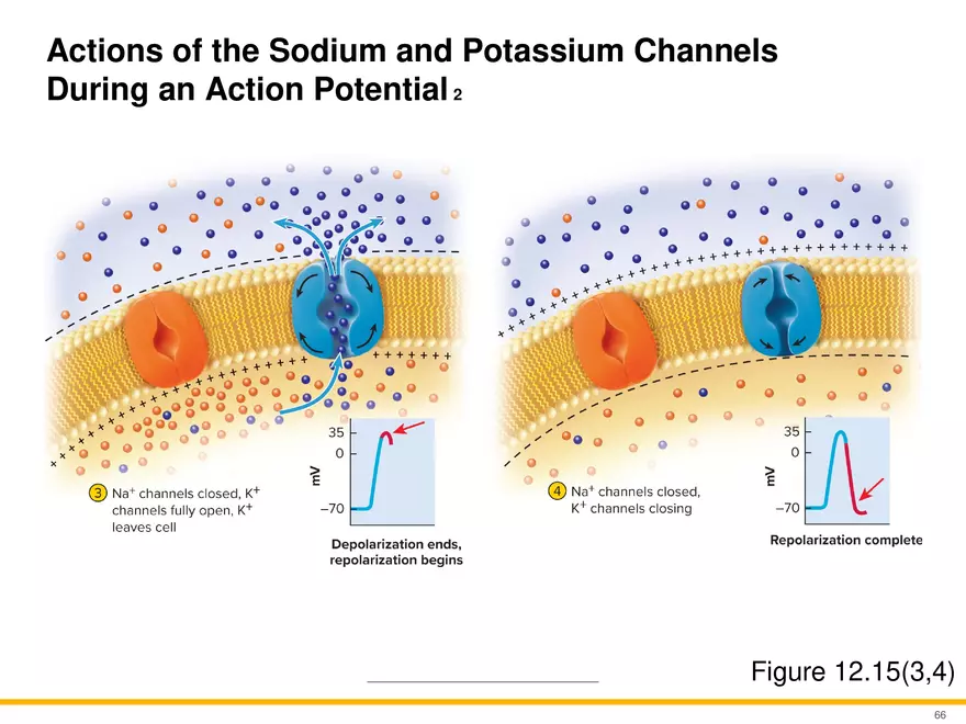 12.4 Electrophysiology of Neurons - Page 9