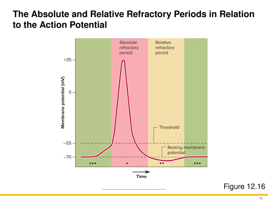 12.4 Electrophysiology of Neurons - Page 14