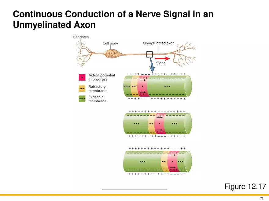 12.4 Electrophysiology of Neurons - Page 16