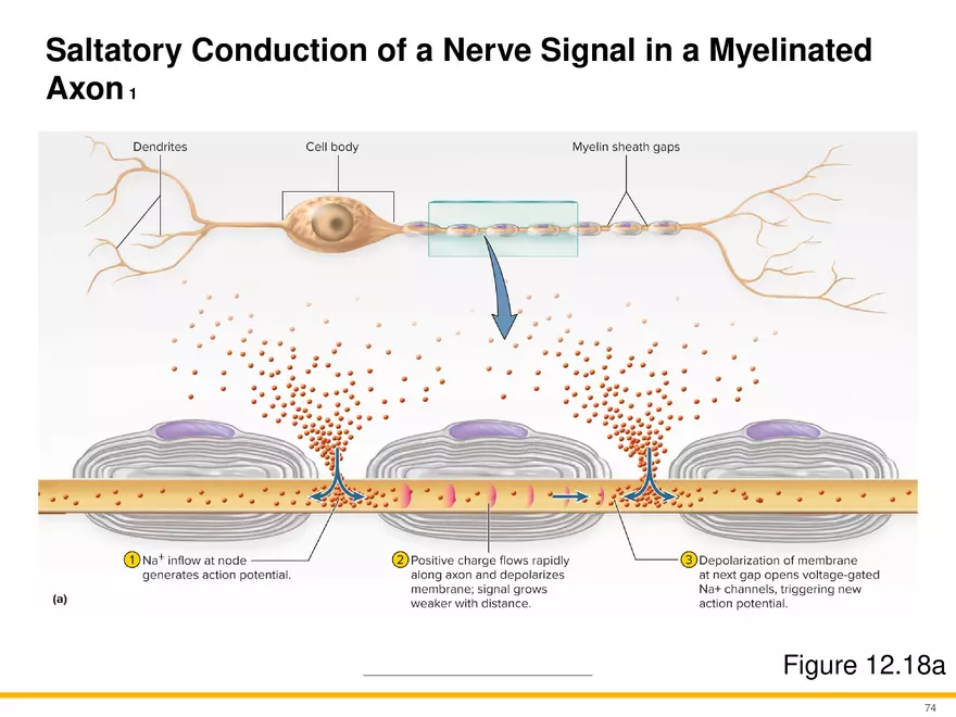 12.4 Electrophysiology of Neurons - Page 18