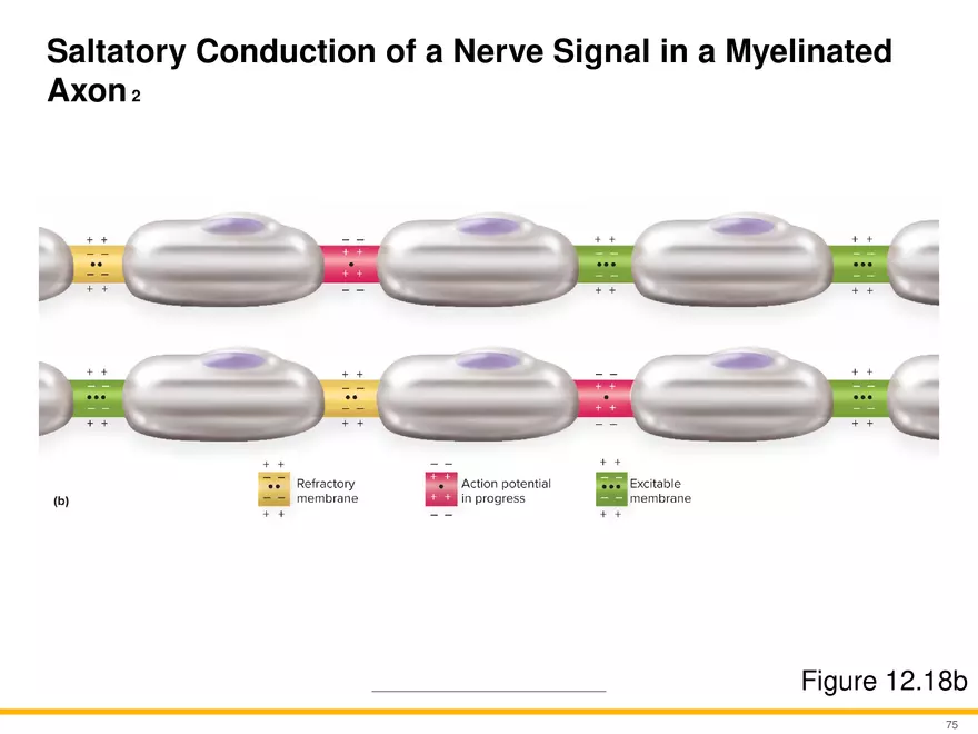 12.4 Electrophysiology of Neurons - Page 19