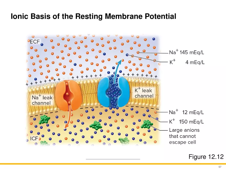 12.4 Electrophysiology of Neurons - Page 24