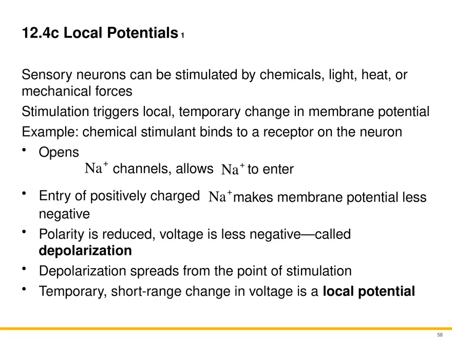 12.4 Electrophysiology of Neurons - Page 25