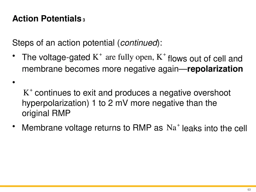 12.4 Electrophysiology of Neurons - Page 6