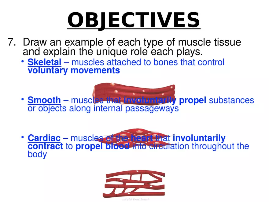 Anatomy Concept 3 Anatomy Basics - Page 7