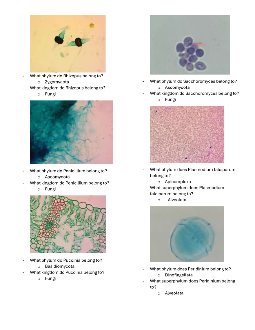 Microbe Taxonomy - Page 2