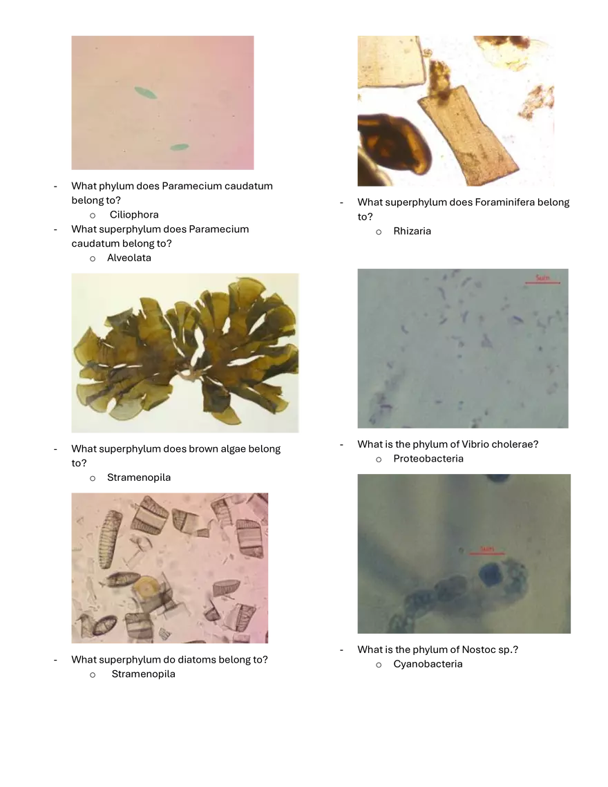 Microbe Taxonomy - Page 3