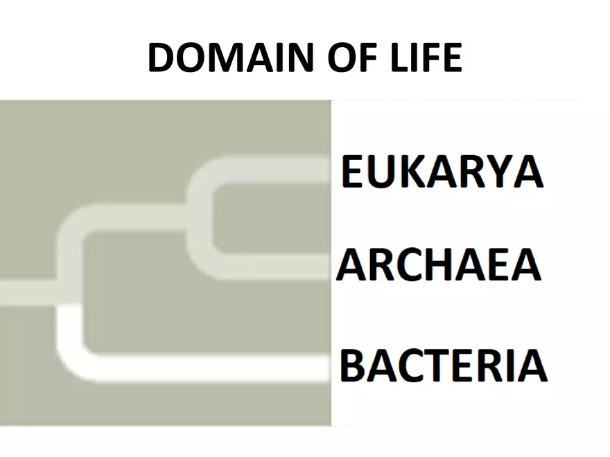 Unicellular Eukaryotes The Protista - Page 2