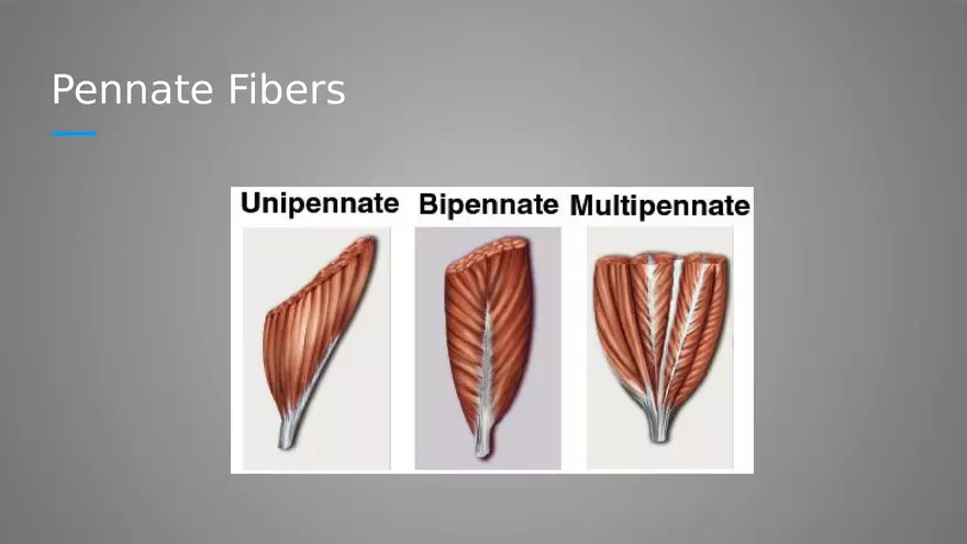 Introduction to Myology - Page 11