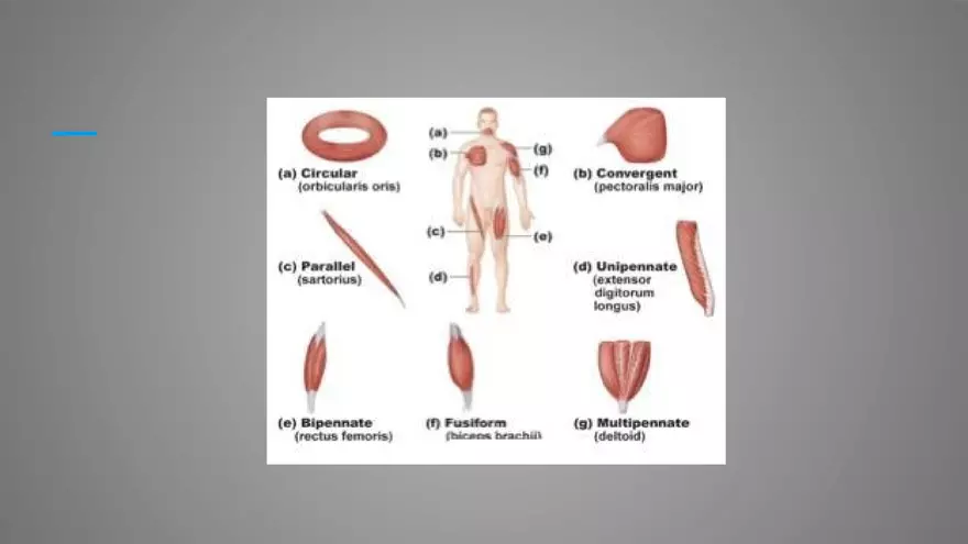 Introduction to Myology - Page 15