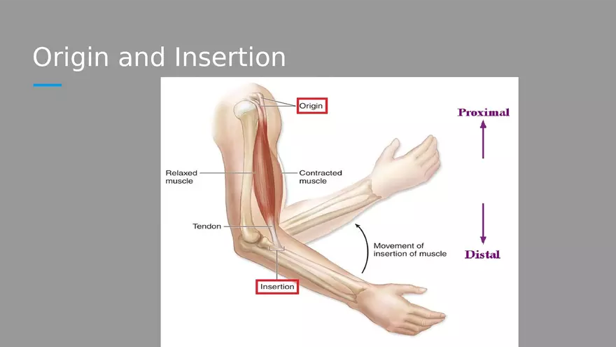 Introduction to Myology - Page 33