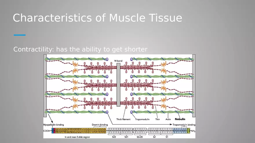 Introduction to Myology - Page 3