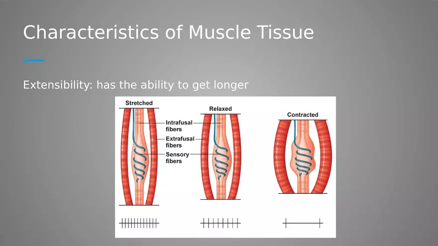 Introduction to Myology - Page 4