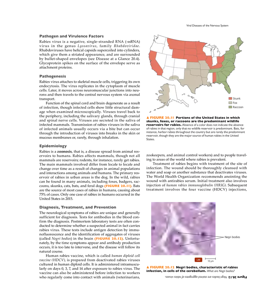 Microbial Diseases of the Nervous System and Eyes - Page 10