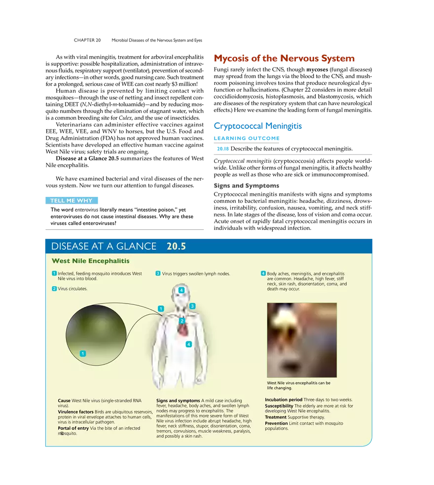 Microbial Diseases of the Nervous System and Eyes - Page 16