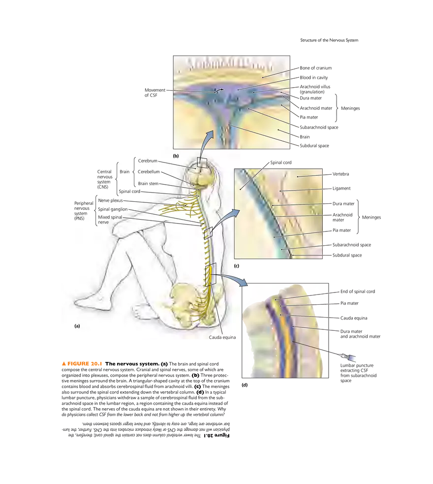 Microbial Diseases of the Nervous System and Eyes - Page 2