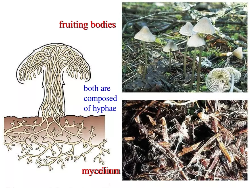 Introduction to Fungi - Page 7