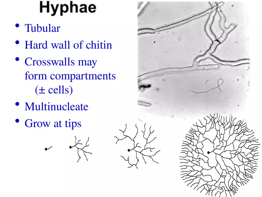 Introduction to Fungi - Page 8