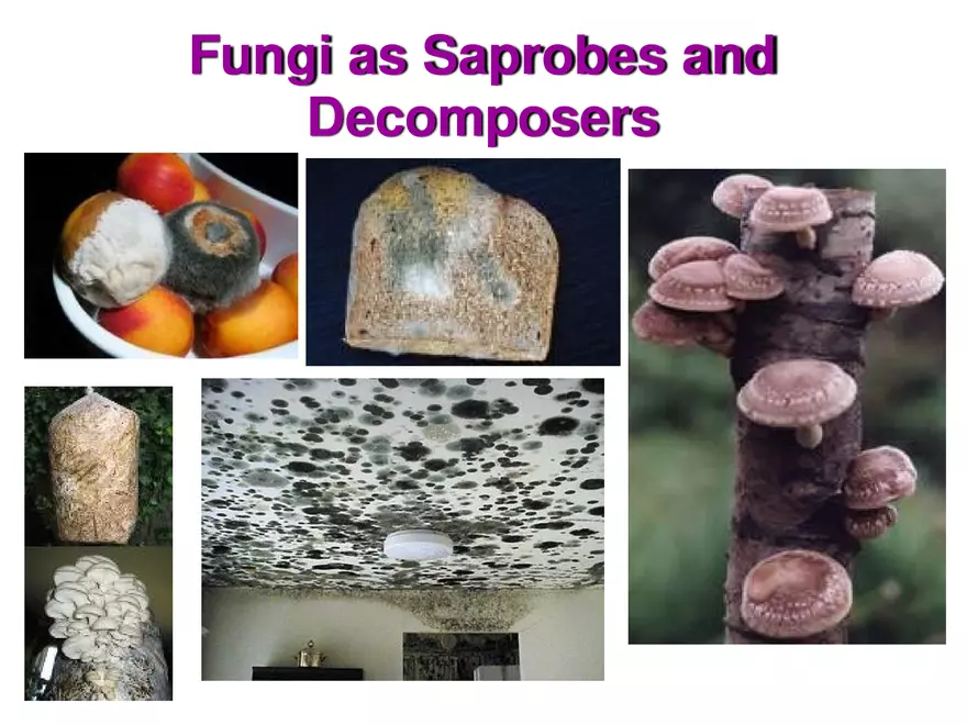 Introduction to Fungi - Page 11