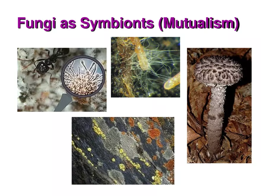 Introduction to Fungi - Page 12